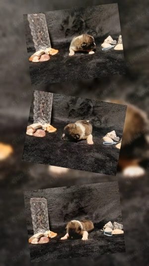 3 American Akita Rüden sind noch frei