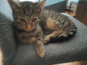 2 Katzen abzugeben 5 Monate