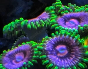 Koralle Zoanthus Fake Chilli