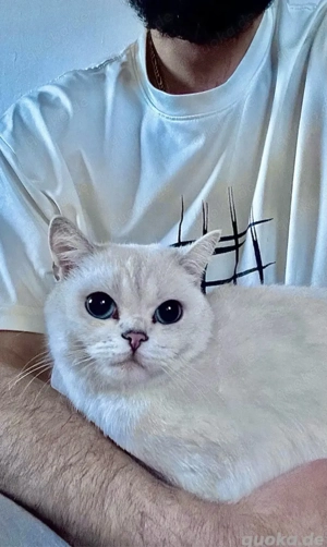 Wurfankündigung: Zauberhafter Nachwuchs Ende Februar!