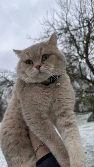 Wurfankündigung: Zauberhafter Nachwuchs Ende Februar!