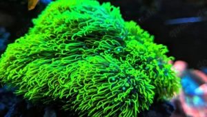 Koralle Ableger Affenhaar