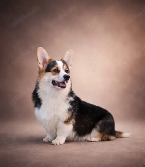 Welsh corgi Pembroke