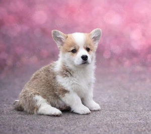 Welsh corgi pembroke