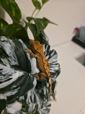 0.0.1 Kronengecko Correlophus ciliatus 