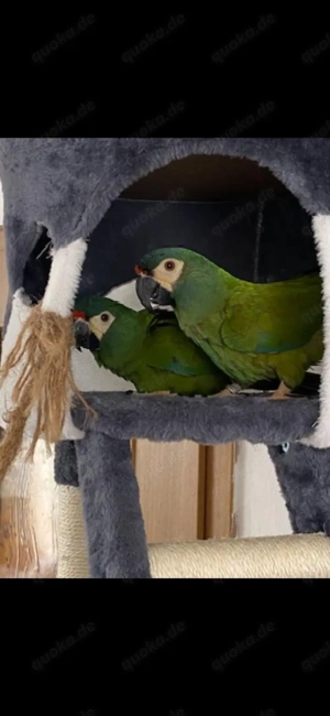 Ara Pärchen abzugeben 