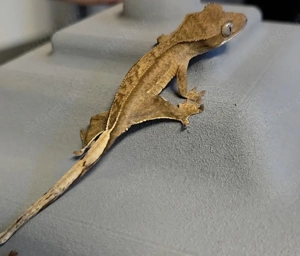 0.0.1 Kronengecko  Correlophus ciliatus 