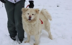 Flauschige Gute-Laune Hündin Bounty sucht ein Zuhause