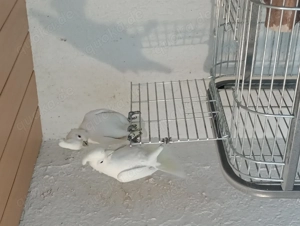 Zuchtpaar Goffin Kakadus zu verkaufen 