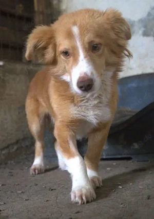 Novalis, geb. ca. 07 2023, lebt in GRIECHENLAND, auf einer privaten Pflegestell