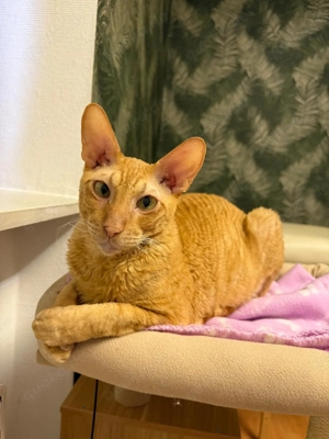 Absoluter Kuschelbär sucht ein ruhiges und liebevolles Zuhause