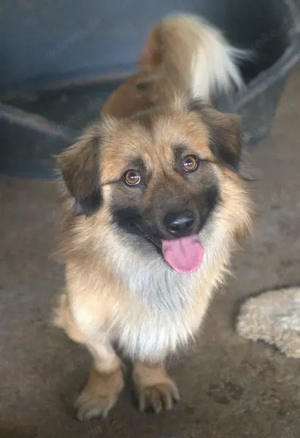 Rustie, geb. ca. 01 2023, lebt in GRIECHENLAND, auf einer privaten Pflegestelle