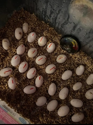 Private Aufnahme und Inkubation von Reptilien-Eiern