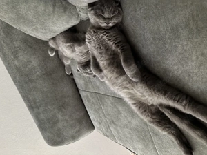 Bkh kitten Geschwister zu verkaufen 