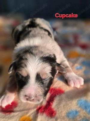 Mini Australian Shepherd Welpen, Blue Merle