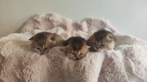 BKH Kitten nur Jungen, männlich