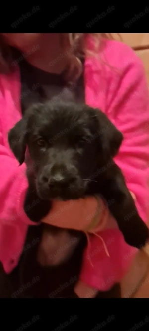 Labrador Mischlingswelpe 