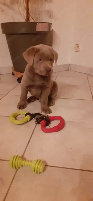 Reinrassige Labrador welpen 