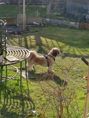 schi tzu deckrüde  Bild 6