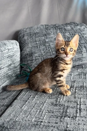 Mein Name ist Hercules, und ich bin ein Bengal-Kater, der ein gutes Zuhause für immer sucht.