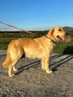 Golden Retriever Welpen Bild 3