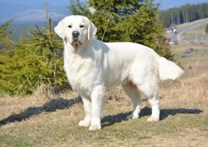 Golden Retriever Welpen Bild 2