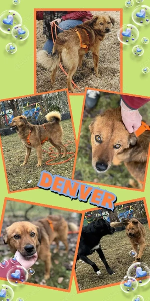 sehr lieber, unkomplizierter, katzenverträglicher, menschenbezogener Rüde "Denver" sucht ein Zuhause