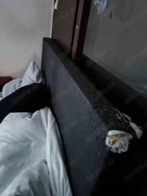 Boxspringbett 