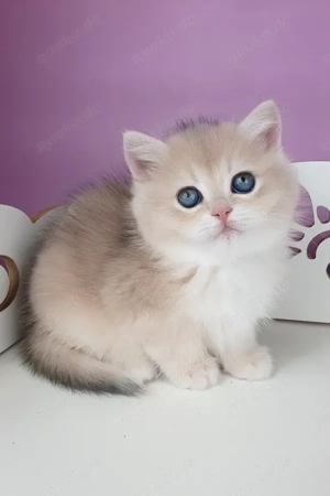 Ich bin Unika. Ich habe eine Britisch Kurzhaarfrisur.