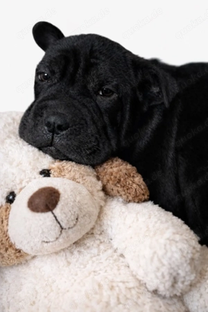 Klein August sucht Traumzuhause 