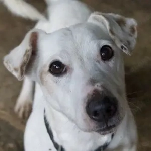 Josef, geb. ca. 10 2023, lebt in GRIECHENLAND, auf einer privaten Pflegestelle