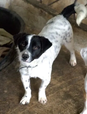 Skittles, geb. ca. 12 2023, lebt in GRIECHENLAND, auf einer privaten Pflegestelle