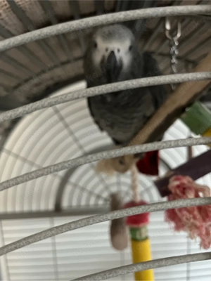 Graupapagei sucht neues zuhause
