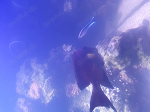 Längsstreifen-Borstenzahndoktor