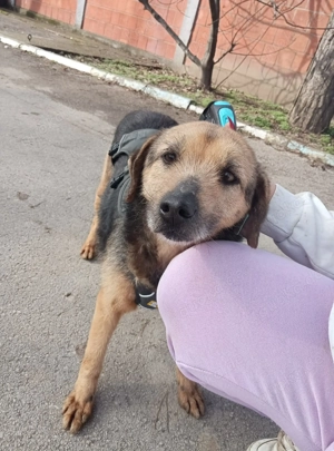 Sara (geb. ca. 2019) lebt in bosnischem Tierheim und sucht ein Zuhause