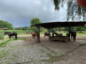 Offenstall Bewegungsstall mit Reitplatz 235 Euro Mon in Bad Iburg Bild 5
