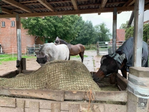 Offenstall Bewegungsstall mit Reitplatz 235 Euro Mon in Bad Iburg Bild 10
