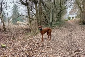Wunderschöne Rhodesian Ridgeback Hündin mot Stammbaum 