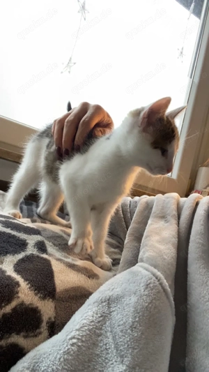 Dringend: 6 Monate alte Katze abzugeben (im Auftrag)