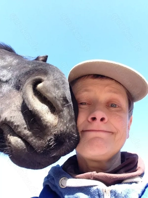 Offenstall Bewegungsstall mit Reitplatz 235 Euro Mon in Bad Iburg