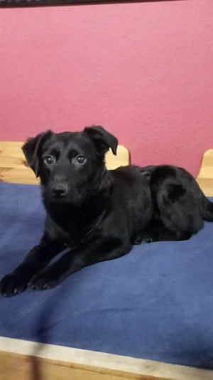 Nero auf der suche nach ein besonderes Zuhause