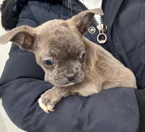 Französische Bulldogge Hündin Blue blau welpe