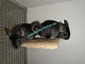 Chinchillas zur Abgabe