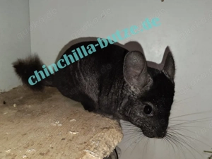 Chinchilla Böckchen zur Abgabe 