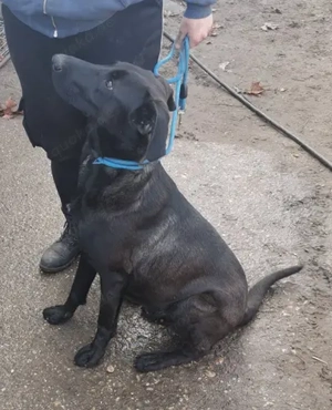 Szuszu (geb. 04.2020) lebt im Tierheim in Ungarn und sucht ein Zuhause Bild 7