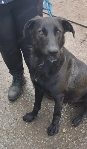 Szuszu (geb. 04.2020) lebt im Tierheim in Ungarn und sucht ein Zuhause Bild 8