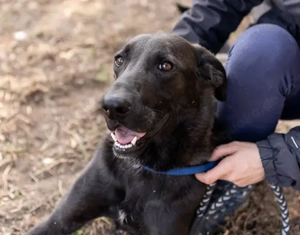 Szuszu (geb. 04.2020) lebt im Tierheim in Ungarn und sucht ein Zuhause Bild 2