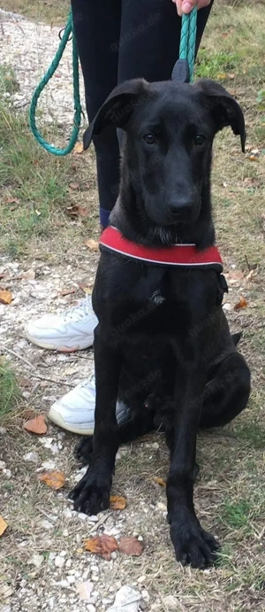 Szuszu (geb. 04.2020) lebt im Tierheim in Ungarn und sucht ein Zuhause Bild 6