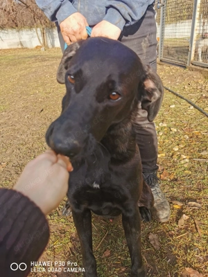 Szuszu (geb. 04.2020) lebt im Tierheim in Ungarn und sucht ein Zuhause Bild 9