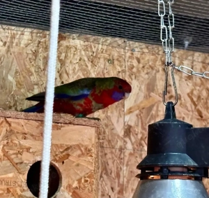 Pennantsittich abzugeben